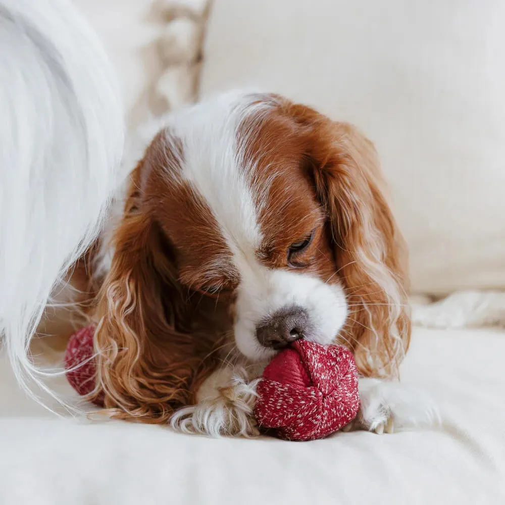 Cherry Pop Set of 2 Pcs Dog Toy