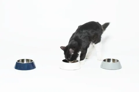 NEW! Mog and Bone Faceted Melamine Cat Bowl - Navy